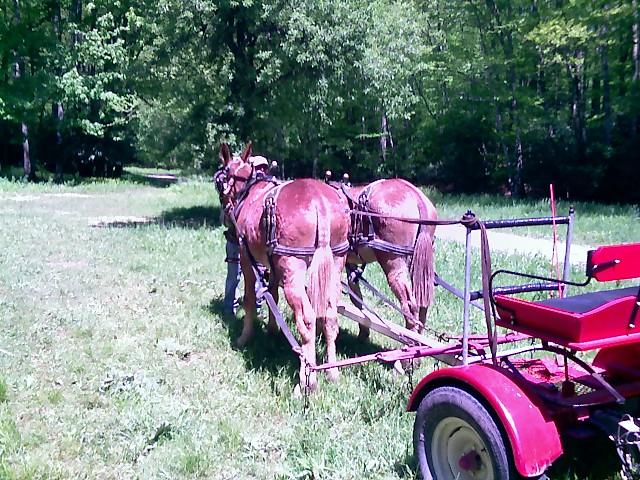 Giddy Up!